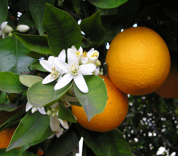 Citrus Blossom (Sugar Scrub)