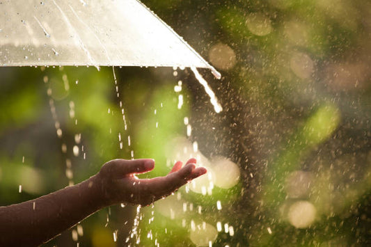 夏雨（糖磨砂膏）