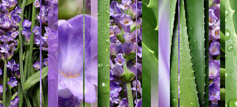 Lavender & Aloe (Aromatherapy Sugar Scrub)